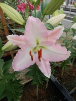 [4608 VZ W09 0607-01 No02.JPG]